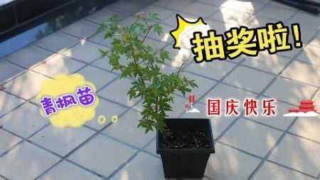 【国庆抽奖】这波谁要啊！青枫！