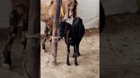 Goat Farming Business Idea। animal lover #shortvideo #shorts #sortsvideo 2024 #sorts e1 11sep