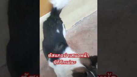 แม่มาวิ่งมาหา จะแกล้งกันไม่ให้เข้าใกล้ น่ารัก #animals #funny #shots #dog #หมา # C-tutchannel