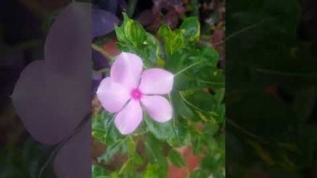 GM BEAUTIFUL flower #season #raining #nature #environment