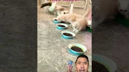 PASUKAN KUCING WAKTUNYA MAKAN!!!??? #cat #kitten #catlover #pets #shortsfeed