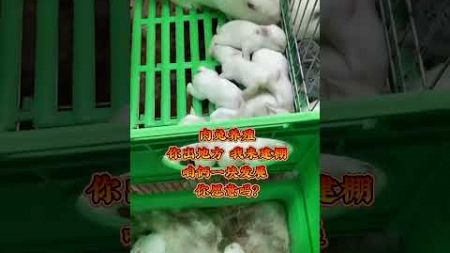 #支持一下农村养殖人 #养兔技术交流中心 #兔子养殖 #rabbit #animals #pets #bunny #搞笑 #cute