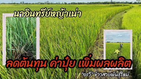 ลดต้นทุนค่าปุ๋ยเพิ่มผลผลิต#ข้าวอินทรีย์นาขี้เอียด #ชาวนาฝึกหัด #บ้านไร่รู้คุณ #อรวีข้าวสายพันธุ์ใหม่