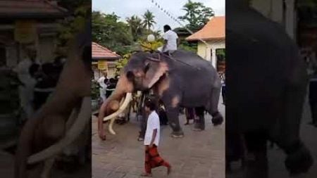 เมืองใหญ่แจกอาหารให้ช้างทุกเชือกชิ้นใหญ่ๆๆมากถ้าเป็นพ่อพลายประตูผาเหยียบไม่แตกในอาหารชิ้นนี้ไม่อร่อย