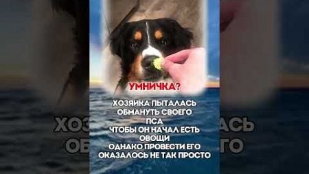 ХОРОШИЙ МАЛЬЧИК? #политика #мем #новости