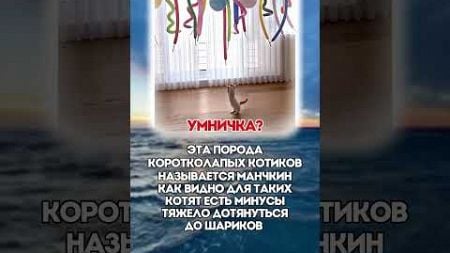 КОРОТКОЛАПКА? #политика #мем#новости