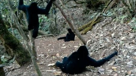 Rare footage of endangered western black crested gibbons in Yunnan