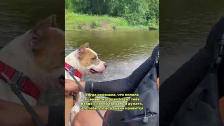 А ваши собаки любят путешествовать? #собака #pets #staff #shortvideo #staffy #stafford #стаффорд