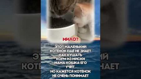 НАУЧИТСЯ? #политика #новости