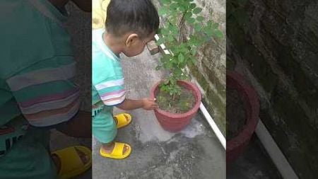 #short #nature #garden #छुईमुई#song #plants #viralvideo #bollywood