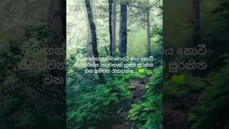 වන සම්පත රැකගනිමු. 💚💚💚💚💚 #shorts #viralvideo #environment #quotes #sinhala @HimayaWijesinghe-o4t