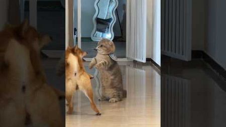 แมวขี้เซา vs หมาแสนซน ใครจะเหนือกว่า?#cat #cats #dog #dogs