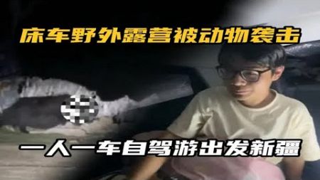 小伙床车野外露营第二次被熊袭击，这次勇敢面对，结果发现居然… #自驾游vlog #西藏 #野生动物 #熊袭击人 #羊卓雍错