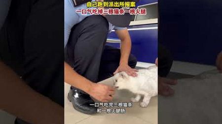 猫精！一只宠物猫走丢后自己到派出所报案，吃饱后被主人接回家！#猫 #暖心