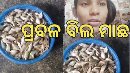 ପ୍ରବଳ ବିଲ ମାଛ #Fish#viral#Trending#Blogging#Photography#Videography#Enjoy#Home#Blogger#odisha