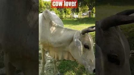 #bbau #cucet #cow #cowvideos #nature #naturelovers #environment #university #uttarpradesh #india