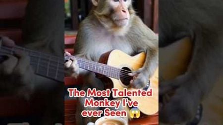 Most Talented Monkey #monkey #talented #shorts #animals #pets #nature #environment #viralshort