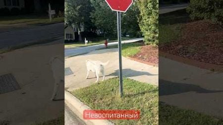 Невоспитанный #лабрадор #собаки #домашниепитомцы #питомцы #labrador