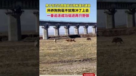 男子在可可西裏旅行搭帳篷時遇狼，所養狗狗毫不猶豫沖了上去，壹番追逐成功驅退兩只野狼！ #cuteanimal #萌寵 #pets