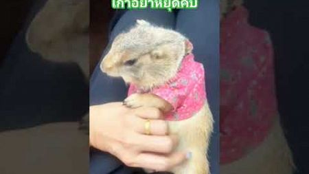 แพรี่ด็อก #สัตว์โลกน่ารัก #แพรรี่ด็อก #animals #rihey #สัตว์เลี้ยง #funny #pets #amseatwoกำลังมาแรง