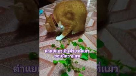 ความสุขของแมวเมื่อได้ต้นตำแยแมว#cat #สัตว์โลกน่ารัก #สัตว์เลี้ยง #แมว