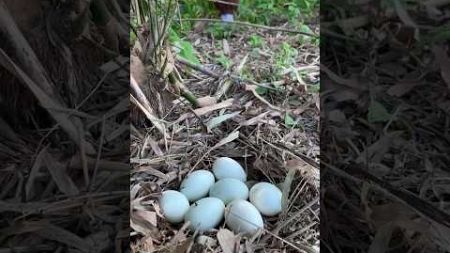 Survival skills simple🥚🥚 and useful with#bushcraftlife #camping #outdoors