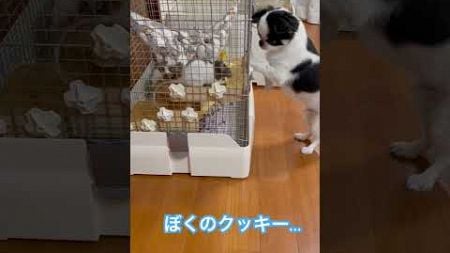 おやつタイム。　#チワワ　#ファンシーラット　#ペット　#いやしわんこ #鼻ぺちゃ犬