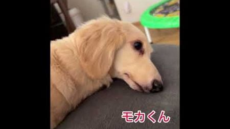 ダックスの肉球w #犬 #癒し #犬動画 #cute #犬のいる暮らし #ダックス #cute #動物