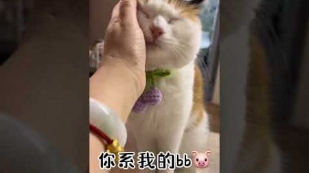 我的#三花猫 #是宠物更是家人 #萌宠 #铲屎官的乐趣 #这是我的小猪猫