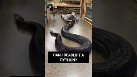 CAN I DEADLIFT A PYTHON? #shorts #viral #fitness #motivation #trending #youtubeshorts #fyp