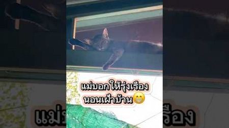 มุมสังเกตุการณ์ใครมารู้หมด😁 #รุ่งเรือง #แมว #funny #คลายเครียด #cat #lovelycat #shorts #ทาสเเมว