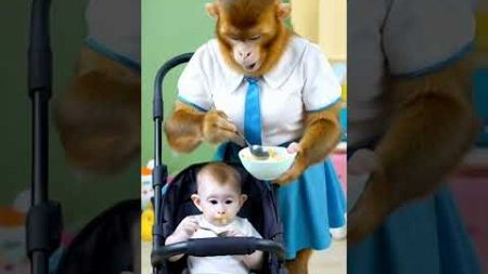 Monkey nanny cute monkey Monkey becomes a spirit cute pet becomes a spirit Monkey