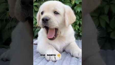 One month Vs 1 year Labrador transformation #feed #doglover #dog #shots #pets #dogbreed