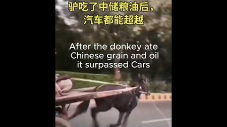 驴吃了中储粮食和油后，汽车都能超越： After the donkey ate Chinese grain and oilit surpassed Cars