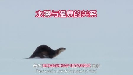 水獭与温泉的关系