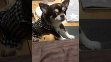 寝る前のルーティン#shorts #犬 #チワワ #ペット