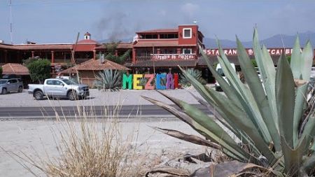 60 Minutes reports on mezcal in Mexico