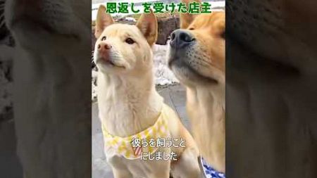 野良犬を保護し恩返しを受けた店主#dog#shorts#respect #rescue #犬#犬のいる暮らし #恩返し