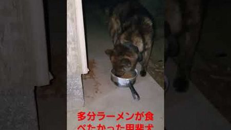 多分ラーメンが食べたかった甲斐犬　とら　ドックフードに伊勢海老出汁