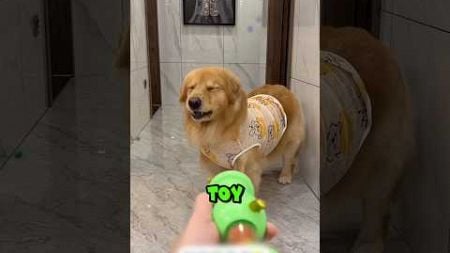 DOG GETS SHOT AT #dogs #sad #pets