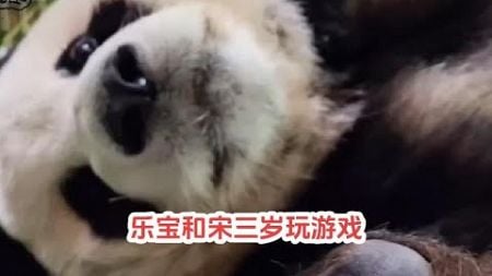 乐宝和宋三岁玩游戏 乐宝居然和宋三岁玩起了抓手手游戏，乐宝表示谁还不是个宝宝，好可爱啊！#来这吸熊猫 #不止我一个想rua大熊猫 #熊猫界顶流 #大熊猫乐宝 #一方水土养一方熊猫