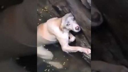 Abandoned,he insisted on waiting for rescue. #shortvideo #healing #pets #dog #said #shorts