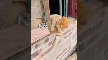 #cat #funny #funnyanimals #funnycats #animals #pets #dog #dogs #ytshorts