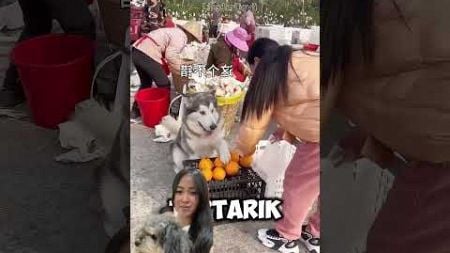 Anjing pintar jualan buah #dog #animals #funny #pets #prank #shortsviral #viralvideos #shortsfeed