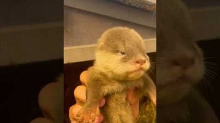 Funny otter #shorts #shortvideo #animals #funny