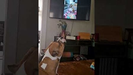 Silly Hound Howls Along With Himself On TV