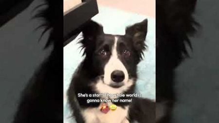 The FUNNIEST Pet TikToks of September, 2024! | Best of TikTok