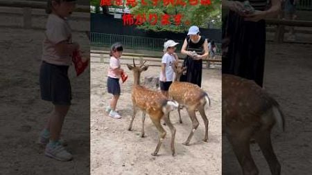 意外な出会い：子どもたちの鹿恐怖症」 | Nara Deer Park Japan |奈良日本旅行|お辞儀を する鹿日本|日本ビデオブ ログ 4k | へずまりゅう奈 良公園