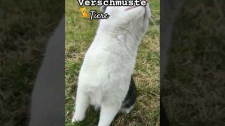 Verschmuste kuschelige Haustiere Katze Pferd Hirsch und Co.