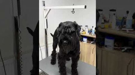 #vet #haustiere #grooming YOU WANNA SEE A MAGIC TRICK